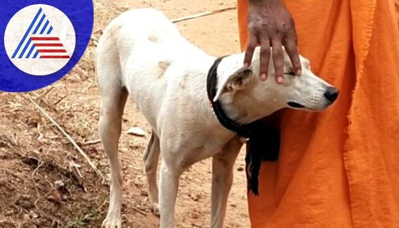 A street dog went to visit Sabarimala Ayyappa with Guruswami karwar rav