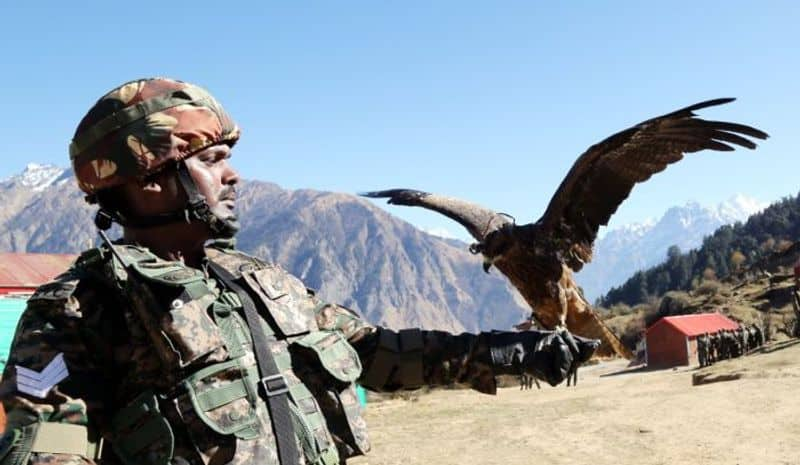 Army training black kites and dogs with mounted surveillance cameras and GPS; they have a special task