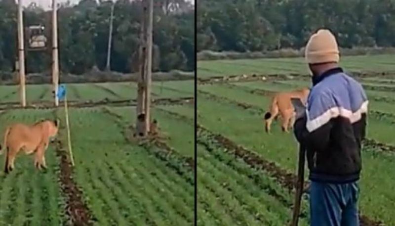 lion in field man standing near without fear 