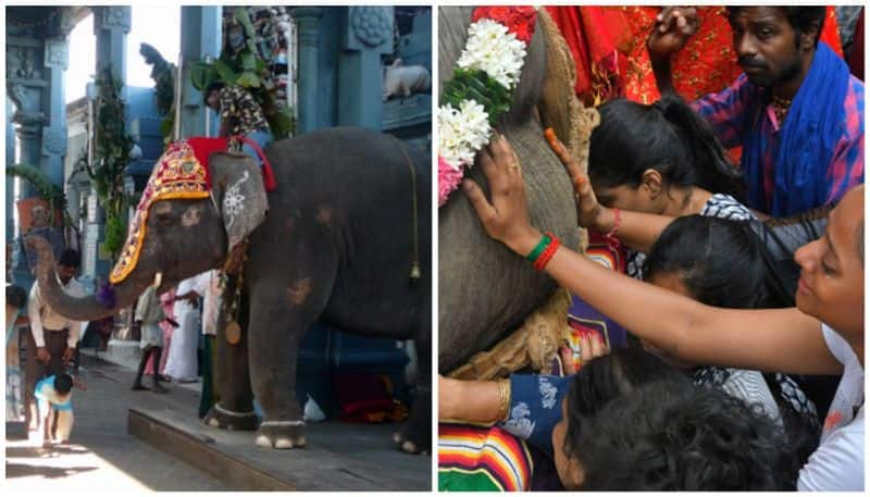 pondicherry manakula vinayagar temple elephant Lakshmi dies shocking photos 