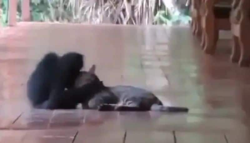 Monkey Hugs Its Best Friend Cat, Internet Says Friendship Goals