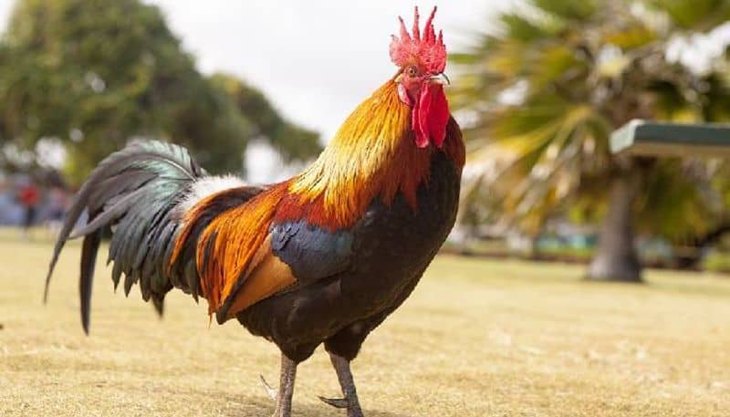 Rooster chicken gets VIP security from Punjab Police interesting story behind this bird ckm