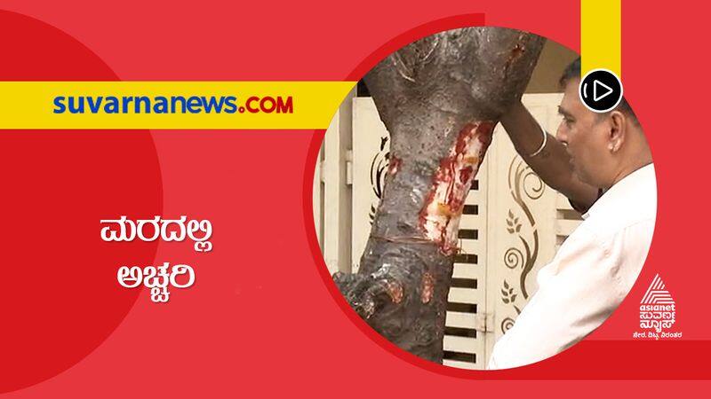 Leaking of like blood liquid in a burgda tree in Bangalore suh