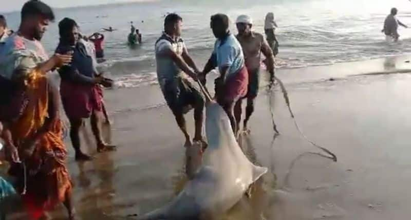 fishermen released two dolphins caught in a fishing net in keelkarai Range Ramanathapuram District