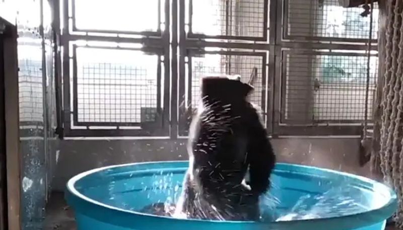 gorilla dancing in a tub goes viral in social media 