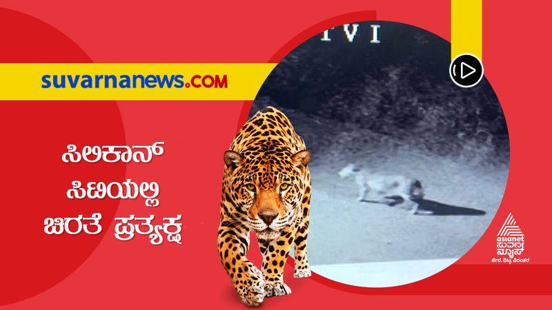 Four leopards were spotted near BGS College in Kengeri Bengaluru suh