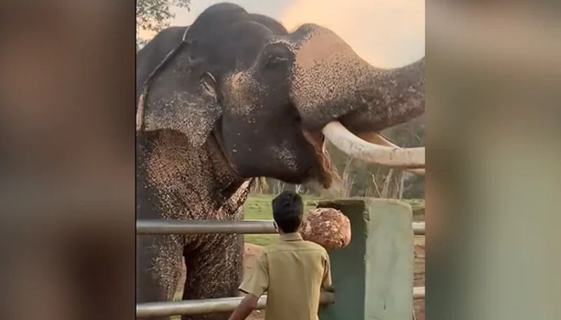 video showing how breakfast prepares for elephants in elephant camp 