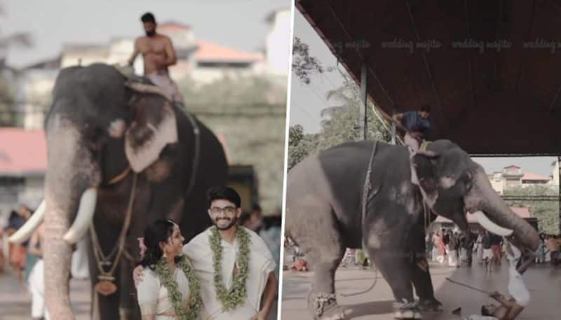 Newly-wed Kerala couple's photoshoot captures elephant attack; video goes viral - gps