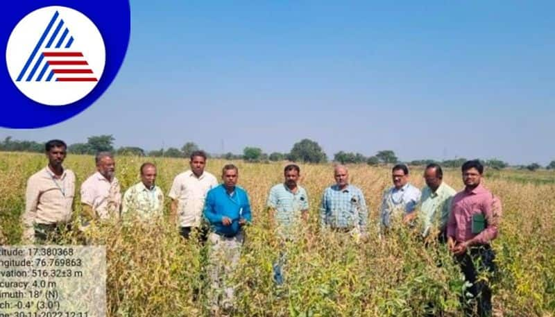 Togari crop Plant disease  Tip to spray Tychoderma gow