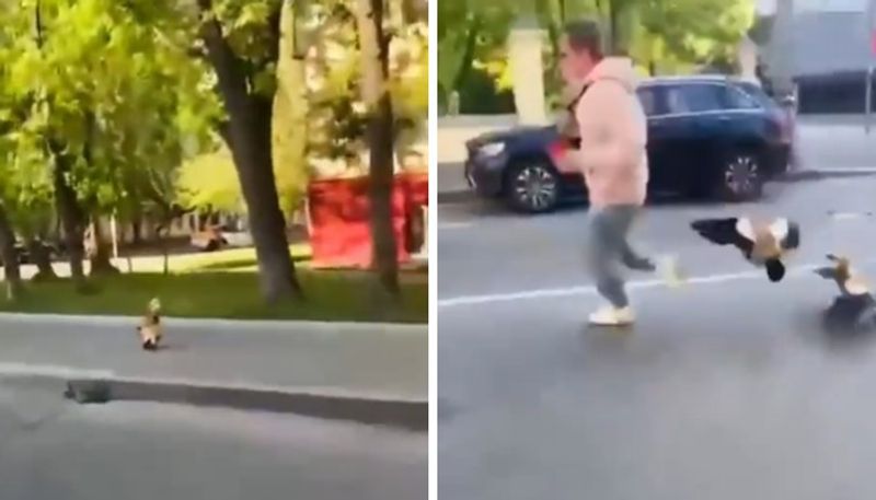 goose attacking a man the video goes viral 