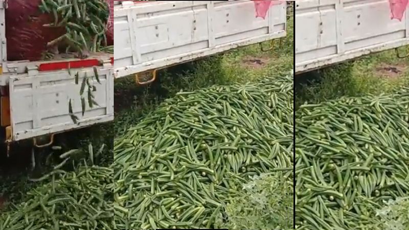 ladys finger low price... farmers dump their produce on road