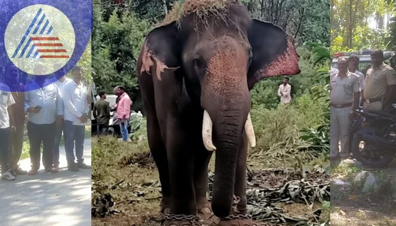 Coombing for wild elephant capture at chikkamagaluru rav