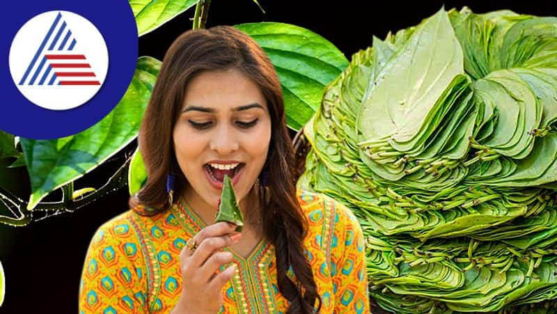 Vetrilai or  Betel leaves benefits tamil