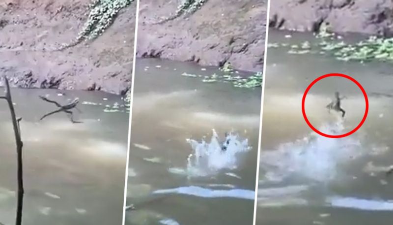 Reptile effortlessly walking on water leaves netizens surprised; viral video - gps