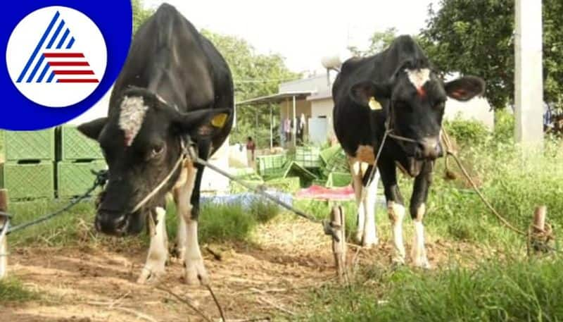 cow lumpy skin disease hits Dairy farming in Kolara gow