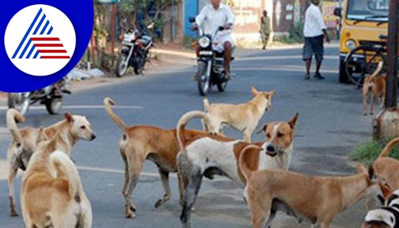 Bengaluru IT employees beware of stray dog Attack sat