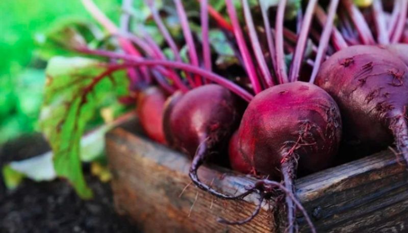 can people with diabetes eat beetroot