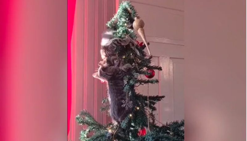 Pet Cats Use Christmas Tree As Playground