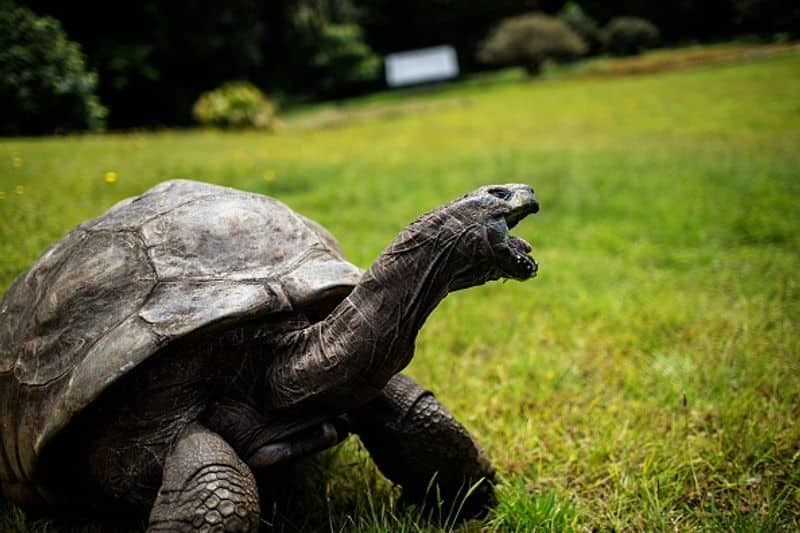 vastu tips how to keep turtle statue in hom discover suh