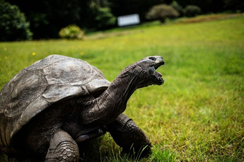 Turtle Attacks Woman As She Gives Him Water, viral video - bsb