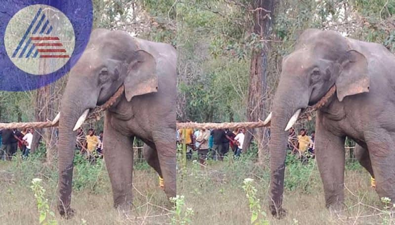 wild elephant trapped another one escaped in talavar at mudigere rav