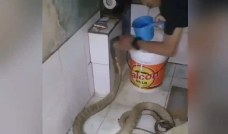 bathing snake video goes viral 