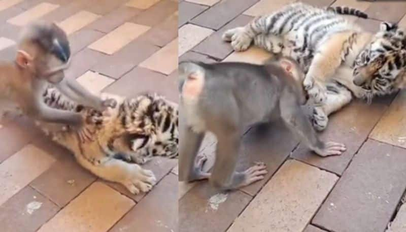 Baby Monkey Plays With Tiger Cub  in viral video