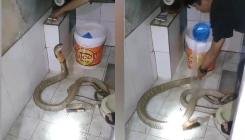 Man baths to a King Cobra video goes viral in Internet - bsb