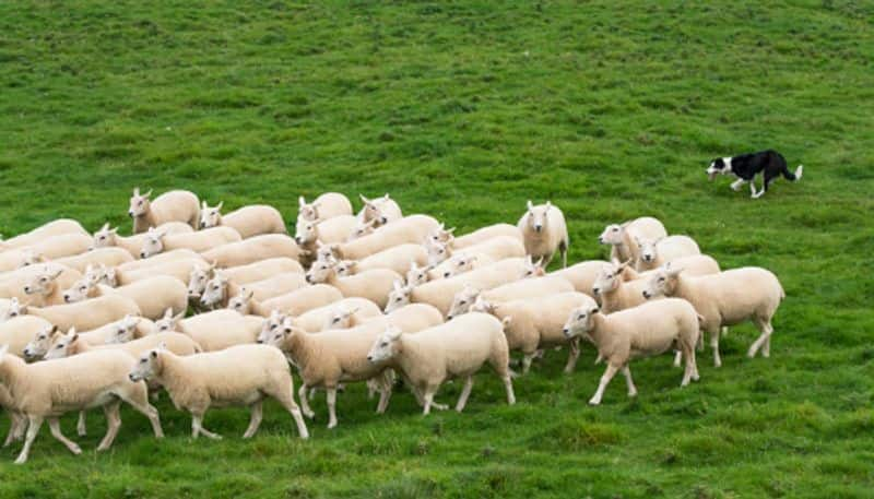  flock of hungry sheep eats 100 kilo ganja which cultivated as  therapeutic marijuana in Greece and start jumping etj