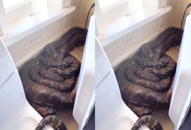 two pythons mating inside the kitchen and video goes viral