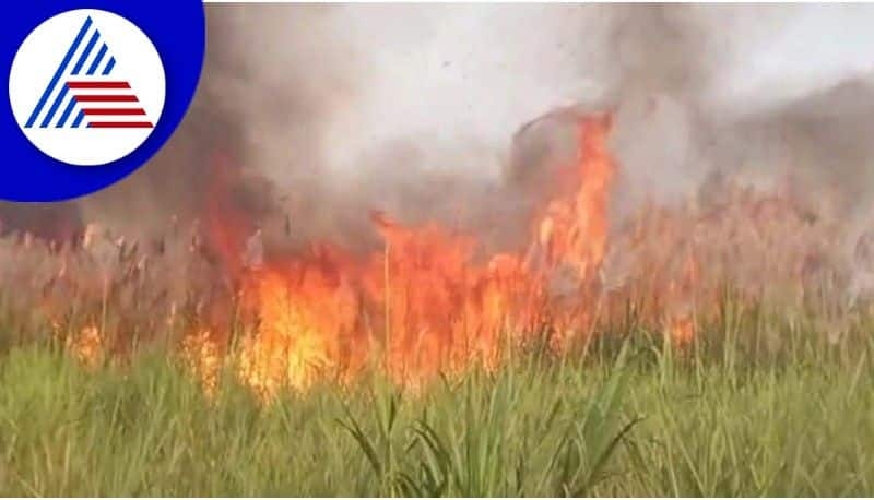 Electricity short circuit  Batta, sugarcane destroyed at davanagere rav