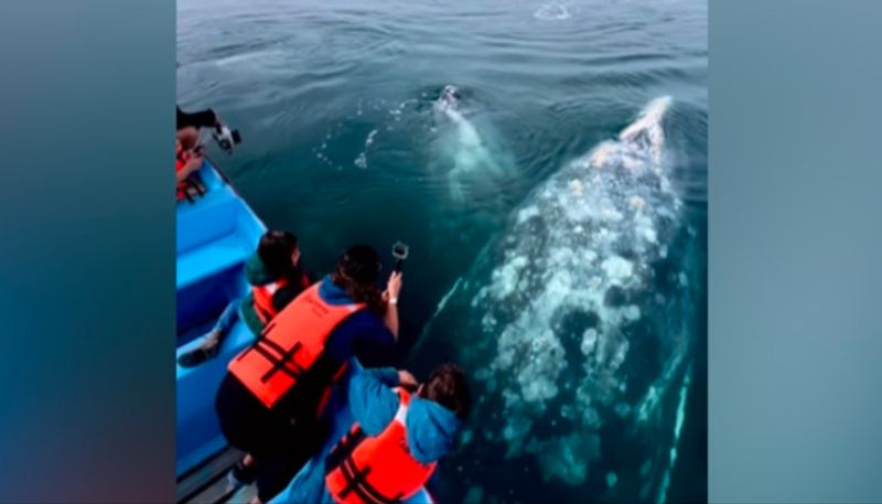 Viral Video Captures An Up Close Encounter With Giant Gray Whales