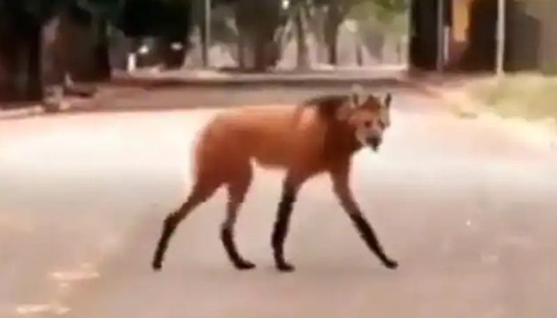 maned wolf spotted in street and the video goes viral 