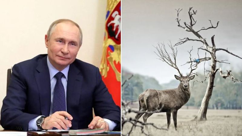 Russian President Putin deer blood bath treatment after report of him falling down stairs surfaces