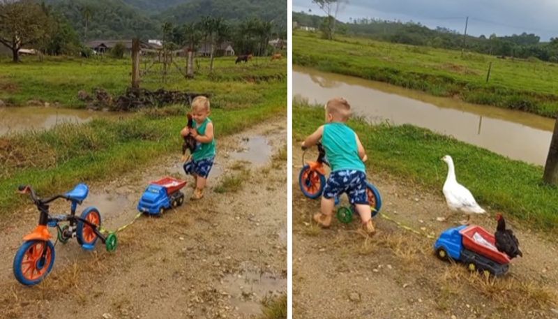 toddler playing with a rooster the video goes viral 