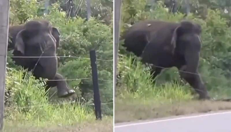 elephant breaking electric fence old video goes viral again in social media 