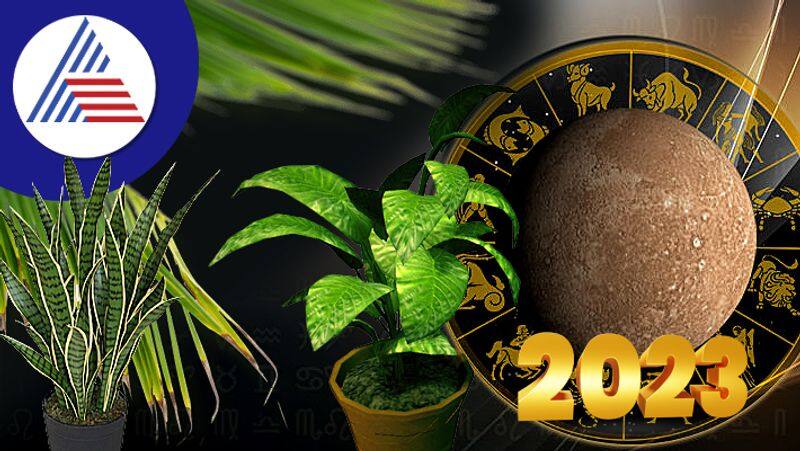 grow plants according to zodiac sign to get lucky in new year 2023 