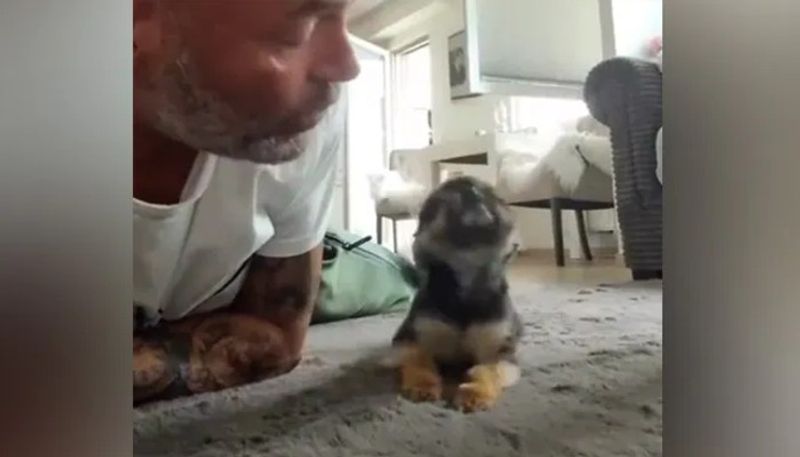 cute puppy crawling to kiss its owner 