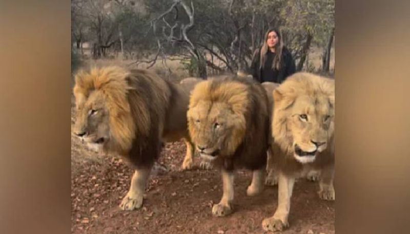 lady walking with three lions 