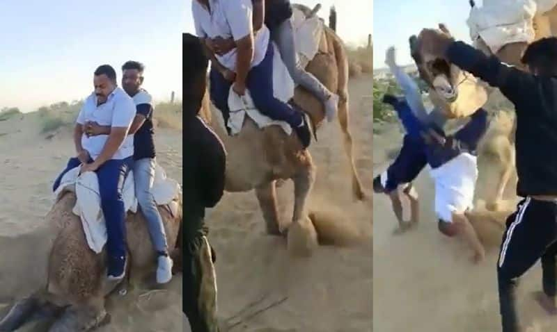 person who fell on his head during a camel ride and video goes viral