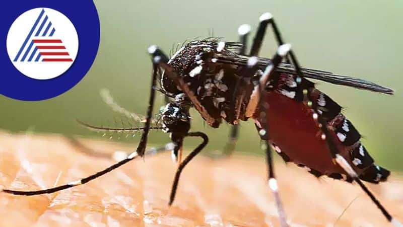 Dengue fever: This one item in the kitchen is enough to escape from mosquito bites.