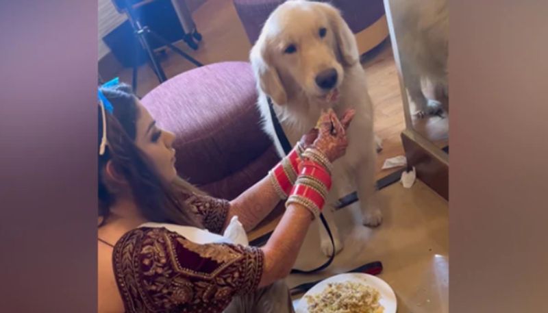 Bride Takes A Break While Getting Ready For Her Wedding To Feed Her Pet Dog