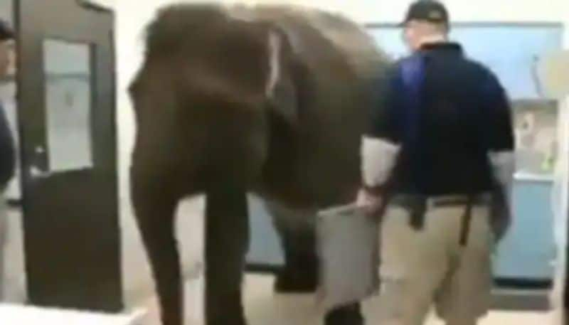 Elephant undergoes X ray procedure in viral video