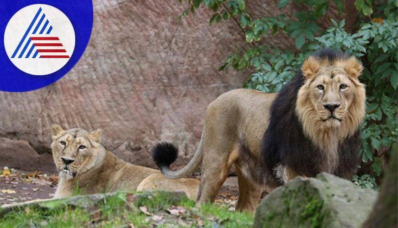 Shiva Ganga Lions from Indore to Binkadakkatte Zoo sat