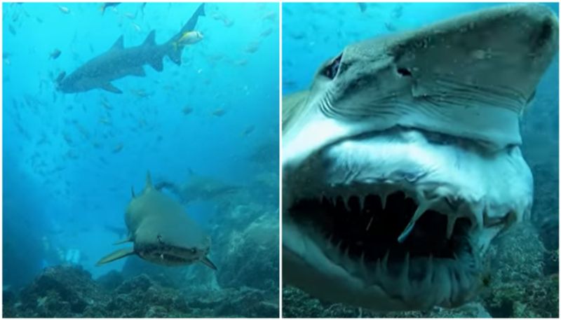 rare video of Grey Nurse Shark s smiling