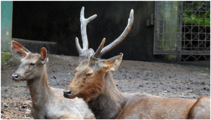 thoothukudi fishermen rescued deer in sea