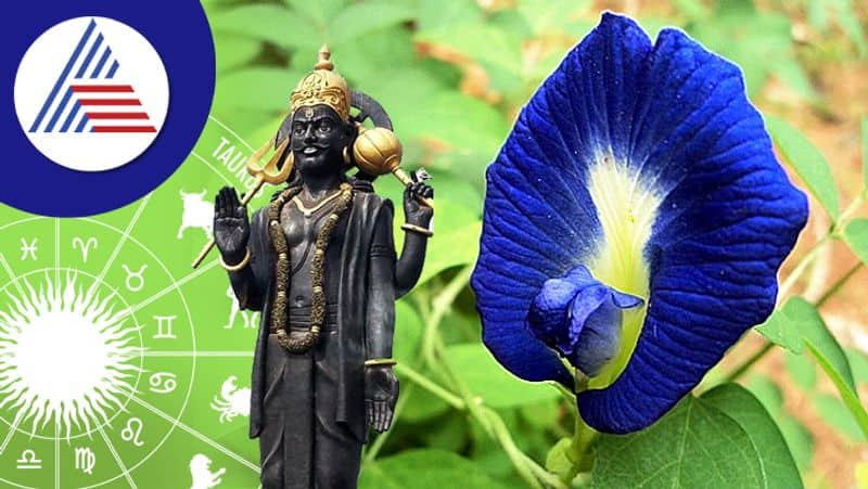 The Amazing Benefits of the Aparajita Flower skr