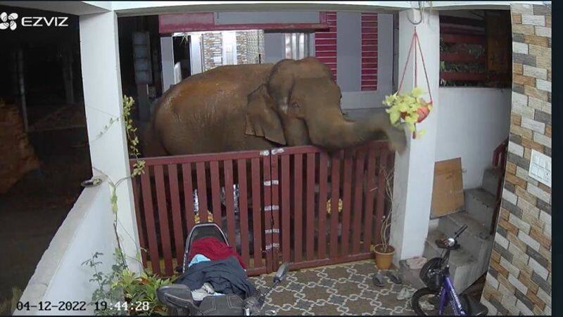 A wild elephant stretched its trunk inside the gate of the house in search of food! CCTV footage viral!