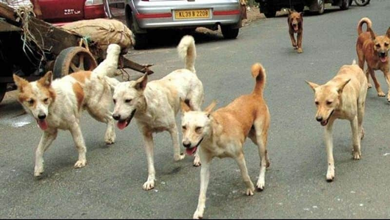 Stray dogs kill child in Hanmakonda in Telangana RMA