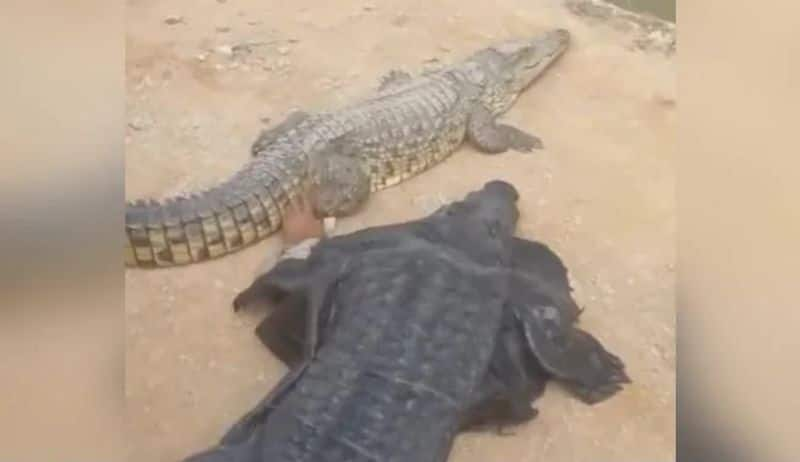 Viral video of man wears crocodile costume and teases a real crocodile 